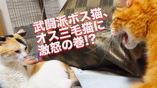 武闘派ボス猫とオス三毛王子様猫、しっぽ際の猫コント　The ex_boss cat and the male calico's skit