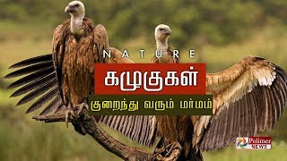 குறைந்து வரும் ஆகாய துப்புரவாளர்கள்..! | Vulture | Nature |