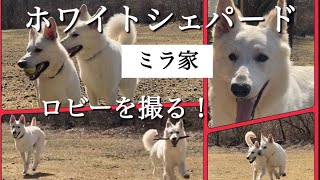 【ホワイトシェパード】ミラ家　ロビーを撮る！#大型犬 #愛犬 #犬との暮らし