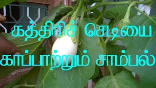 கத்திரி செடியை காப்பாற்றும் சாம்பல்