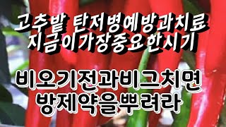 장마철 병없는그림같은고추밭만들기