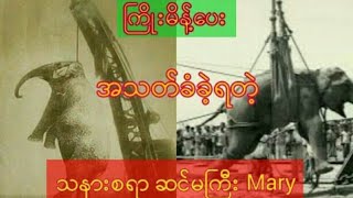 ႀကိဳးမိန္႔ေပးအသတ္ခံခဲ့ရတဲ့ သနားစရာဆင္မႀကီး Mary