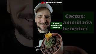 Plantas: Cactus Mammillaria beneckei primera floración (short)