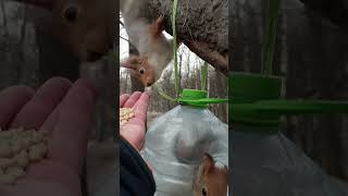 Две голодные белки / Two hungry squirrels