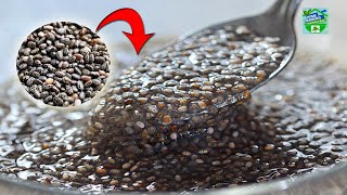 What Happens To Chia Seeds When Soaked In Water