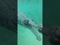 terrifying mystery crocodile giant dinosaur amazing