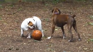 Bulldog can't stop dribbling his basketball at the dog park