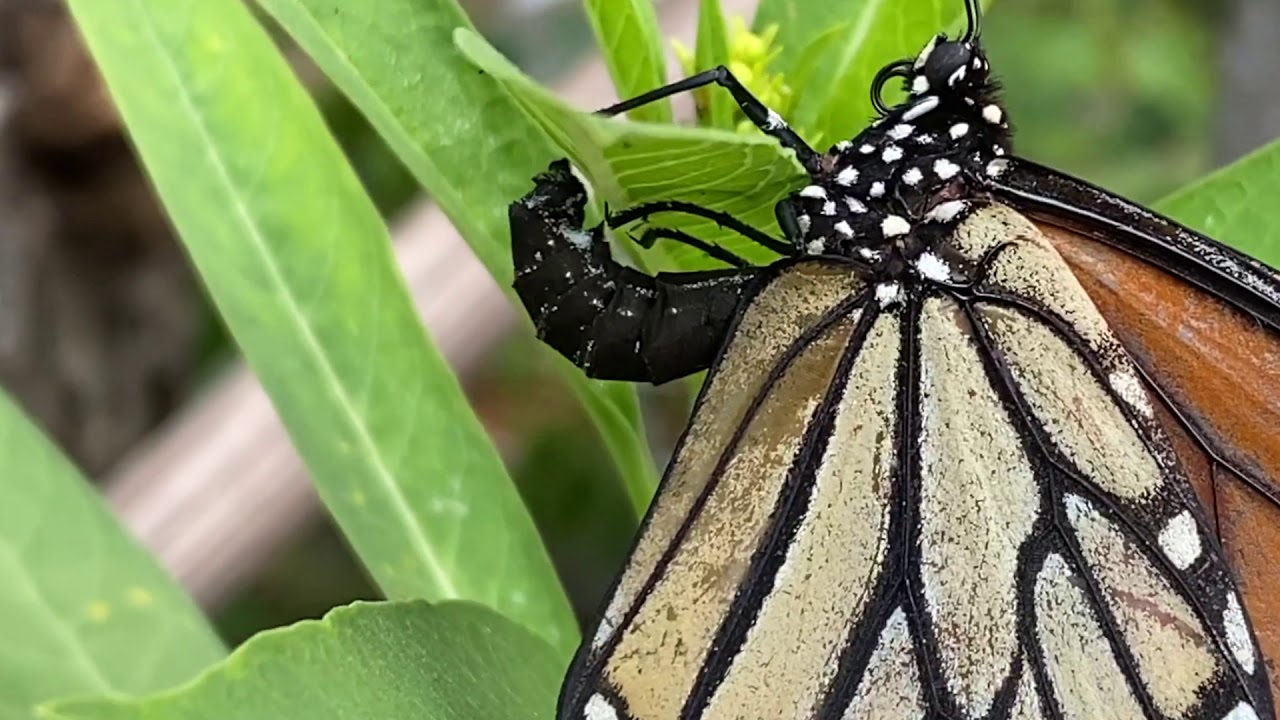 Monarch Laying An Egg On Milkweed - YouTube