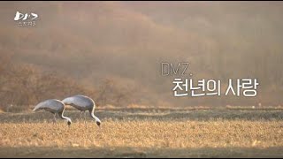 [#DMZ스토리3] 8부_DMZ, 천년의 사랑 l G1방송 20220122