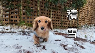 【シニア犬】寒波到来で久しぶりの積雪を楽しみました【カニンヘンダックスえびすの日常】