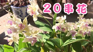 杂交石斛开花更新 DENDROBIUM ROYAL CHIP ｜宽口石斛｜洋兰｜兰花｜