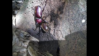 今日のカブトムシシリーズ　その⑦