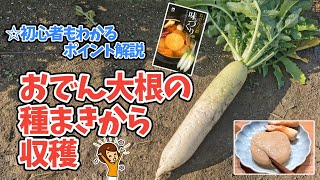 おでん大根の種まきから収穫まで　栽培方法・作り方　とろける様なおでんが食べたい！！なら、自分で作ろう、大根の育て方ポイント解説【初心者】