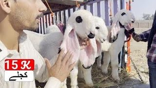 15000 Kajla chatra breeder goats update Shahpur Kanjra mandi Lahore 2023  Bakra Mandi Pakistan