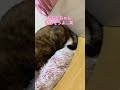 今日のねこだんご【その8】 shorts 猫のいる暮らし きなこ秀吉とおちびちび