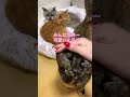 今日のねこだんご【その8】 shorts 猫のいる暮らし きなこ秀吉とおちびちび