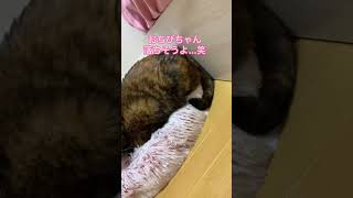 今日のねこだんご【その8】#Shorts #猫のいる暮らし #きなこ秀吉とおちびちび