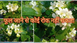 ऐसे देखभाल करेंगे तो 100%  फूल आएंगे।madhukamini plant care...heavy flowering plant..✨✨✨