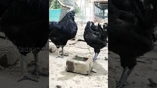 முதல் வேலை தடுப்பூசி போடறது தான்!!! #shorts #kadaknath #reels #salem #shortstamil #video #1m #viral