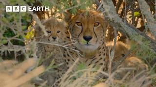 Top 10 Cheetah Moments | BBC Earth