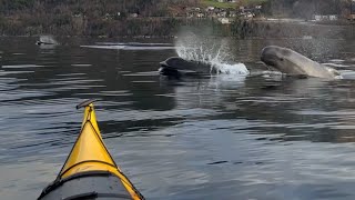 Kayaking with Pilot Whales in Western Norway (Voldafjorden) #norway #whale #kayaking #volda