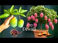 Mango Plant Care And Tips / How To Grow Mango Tree In A Port @ HappyDiwali