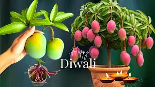 Mango Plant Care And Tips / How To Grow Mango Tree In A Port @ HappyDiwali