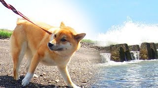 寒流の激しい海にしり込みをする柴犬🌀🐕🌊朝の海へ行ってみたLet's run on the sand.