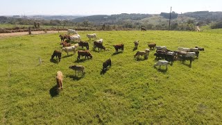 Pesquisa com gases de efeito estufa na agropecuária