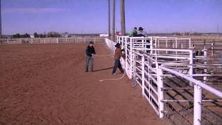 TB Bucking Bull Blended Whiskey (Practice)