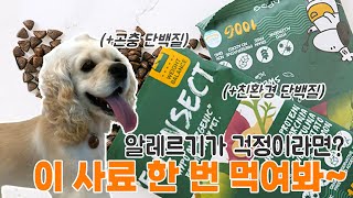 강아지사료 / 친환경 곤충 단백질 / 저알러지사료 추천