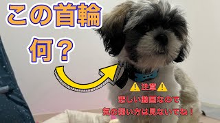 この首輪！危険⚠️#シーズー #わんこ