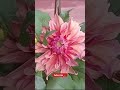 beautiful winter flowers dahlia 🌸💐🪴 shorts blooming dahlia flowers gardening ytshorts