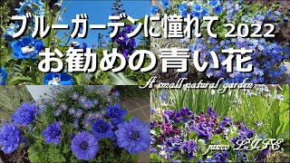 【ブルーガーデンに憧れて】大好きな青いお花