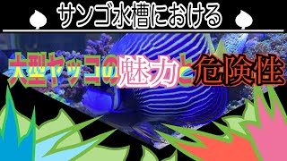 大型ヤッコが鳴くって知ってます？