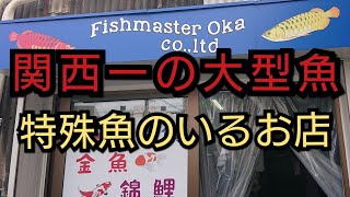 関西No.1の大型魚・特殊魚の泳ぐお店フィッシュマスターオカさんにお邪魔しました