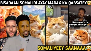 AR SOMALIYAA YAR \u0026 WAYN-BA BISADA🐈 TIKTOK  AYAA LAGU WAASHEY😂 WAXAA KAAGA DARAN TUUBO RAACA KASOCDA🤣