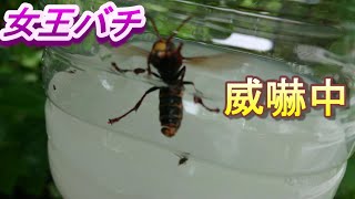 女王バチ？捕獲！