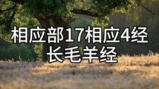 202.相应部17相应4经 长毛羊经（白话佛经）解说