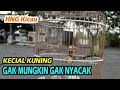 Kecial Kuning Nggak Mungkin Nggak Nyacak Buka Paruh