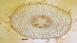 Root. Cellular structure of the root