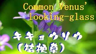 【野に咲く花】キキョウソウ（桔梗草）Common Venus' looking glass