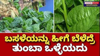 ಬಸಳೆ ಬೆಳೆಯೋದು ಹೇಗೆ?|Basale Soppu|Basale farming|Centre Point Kannada|