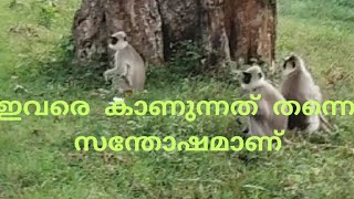 സിംഹവാലനും   കുടുംബവും