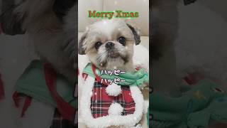 【犬動画】5歳になってもブルンブルンなるサンタ🤶 #shorts #dog #cute #可愛い #shihtzu #シーズー #愛犬 #犬