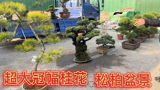 大集各种精品松柏，超大冠幅老桩桂花好货多多价格低廉喜欢捡漏了