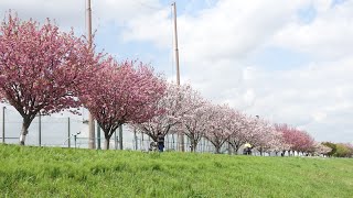 【Full HD】多摩川等々力土手の桜並木の桜並木