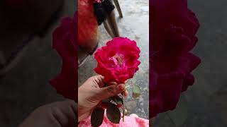 Flower 🌹⚘️ #song #love #bollywood #hindisong