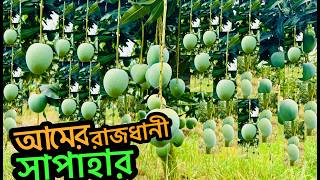 নওগাঁর আম বাগান | নওগাঁ সাপাহার আমের হাট | Naogaon mango market | Naogaon mango | Nouga