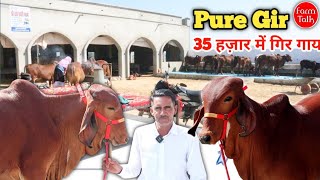 कृष्ण गारंटी वाला की 35 हज़ार में गिर गाय 👌 सभी बछड़ी वाली जोड़ी में 👌 Gir Sahiwal Cow Farm Talk